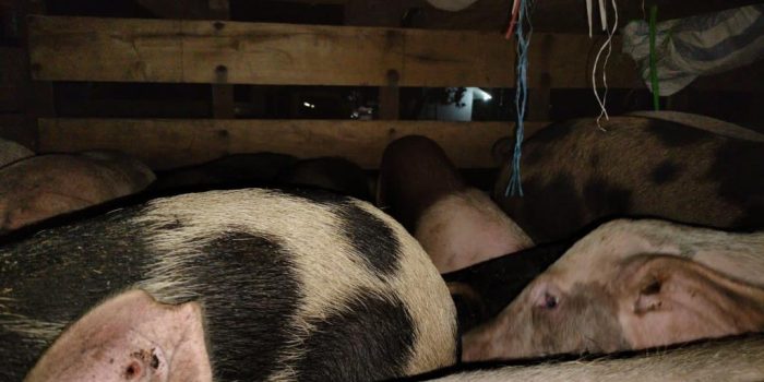 Ratusan Ternak Babi Mati Mendadak Di Kecamatan Maukaro