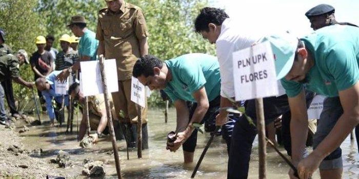 Pemda Ende Bersama PLTU Ropa dan Masyarakat Uludala, Tanam 1000 Mangrove