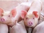 Virus ASF Kembali Mengancam Peternak Babi di Nagekeo